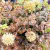 Close-up of a plant with brown and yellow flowers. Cream Pincushion Half Floral Sphere available at Quilted Cabin Home Decor.