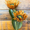 Two sunflowers on a wooden surface. Sunflower Sprays - Two Colours available at Quilted Cabin Home Decor.