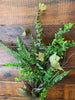 A succulent spray with lots of  greenery, Four to five different kinds of stems make up this spray. Leafy ferns, compact round leaves and green branches.