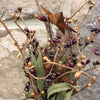 A close up of a  12" berry pick with burgandy and mustard coloured mini oblong shaped berries with mini rusty stars.  This pick also has oblong shaped green leaves. This berry pick is perfect for your country and farmhouse decor.