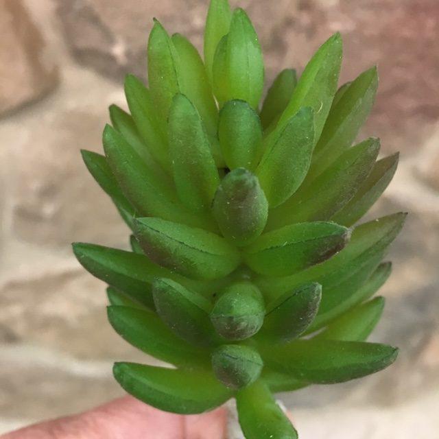 Green artichoke faux succulent that is round in overall shape with oval shaped leaves. There are hints of brown on the leaf ends. 