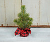  Mini Pine Tree with a Buffalo Check Base available at Quilted Cabin Home Decor.